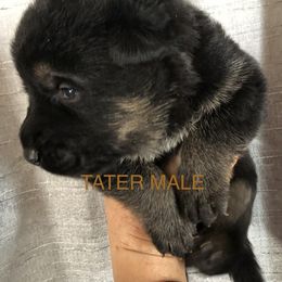 Tater - Black and tan male German Shepherd puppy in Blairsville, Georgia from Black Sheep German Shepherds