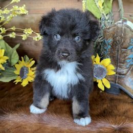 Linda - Red tri-color female Australian Shepherd puppy in Mc Alpin, Florida from RussKris Farms Aussies