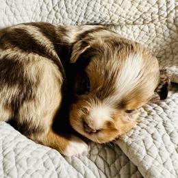 Jessie James - Red merle male Miniature Australian Shepherd puppy in Port Saint Lucie, Florida from Charlene Brannon's Mini Australian Shepherds