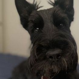 Scottish Terriers from Santas Scotties