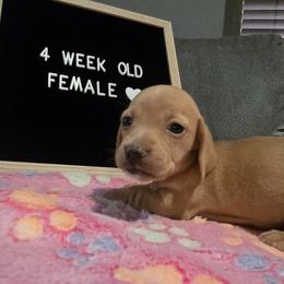 Dachshund Puppies from Blue Ridge Weenies