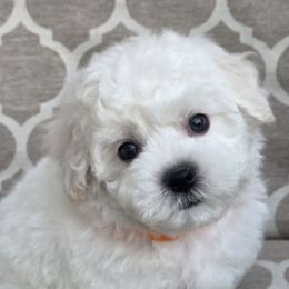 Orange - White male Bichon Frise puppy in Freehold, New Jersey from Michael & Nataliya's Pups