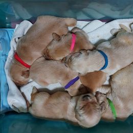 Golden Retriever Puppies from Falkinburg Goldens