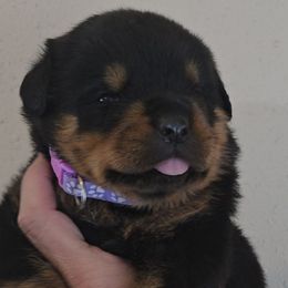 Purple girl - Black and mahogany female Rottweiler puppy in Lake City, Florida from Haus Der Wut Kennels