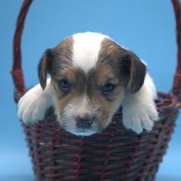 Charlie - Tri-colored male Parson Russell Terrier puppy in Menifee, California from Wendover Terriers