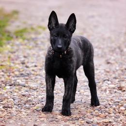 Belgian Malinois and xDutch Shepherd Puppies from RoyalHaus Malinois