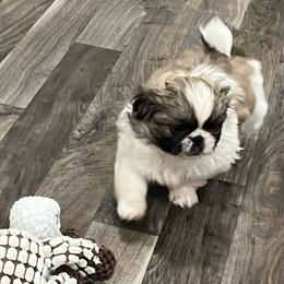 Full AKC - Cuddles - White male Pekingese puppy in Hustontown, Pennsylvania from Triple I Pekes