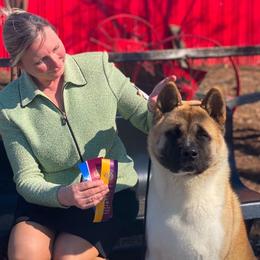 Sig - Akita