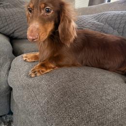Duke - Dachshund