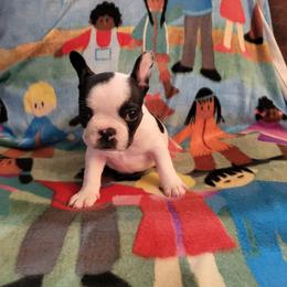 Moose - Black and white male French Bulldog puppy in Milwaukie, Oregon from Aloha NW Frenchies