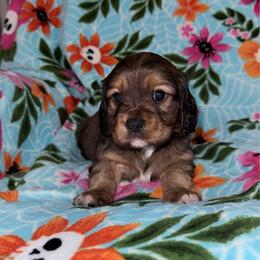 Strawberry - Chocolate male Cavapoo puppy in Nevada, Missouri from Backroad Fur Babies