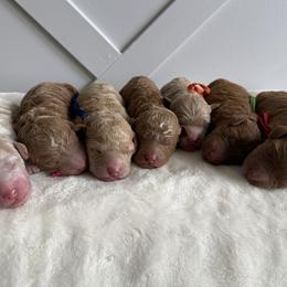 Goldendoodle puppies from Meadow Lark Doodles