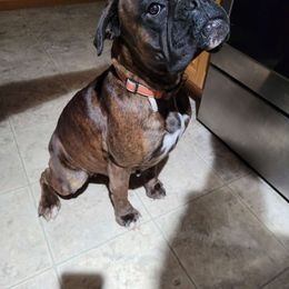 Zara - Boxer