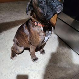Zara - Boxer
