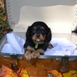 Cavalier King Charles Spaniel Puppies from Freeman's Royal Cavaliers