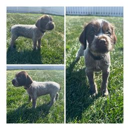 Aspen - Wirehaired Pointing Griffon puppy in Jerome, Idaho from Double R Griffons