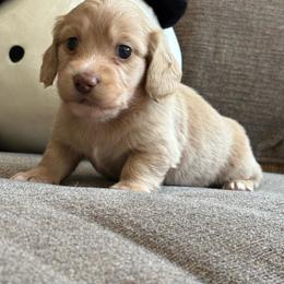 Blaze - Cream male Dachshund puppy in Madera, California from Winnie’s Doxies