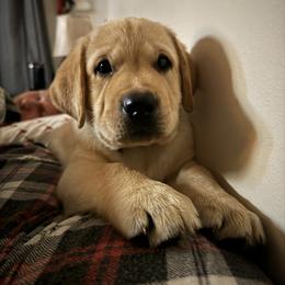 Labrador Retriever Puppies from SR Labrador Retrievers