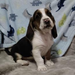Benny - Black brown and white male Basset Hound puppy in Newton Grove, North Carolina from MGA Basset Hound