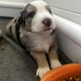 Australian Shepherd Puppies from Hamilton Farms