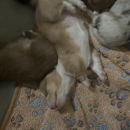 Dachshund Puppies from Wicburg’s Wieners