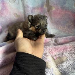 Blossom - Cream sable female Pomeranian puppy in Harrisonville, Missouri from Cindy's Pomeranians