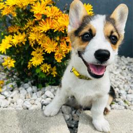 Reid Wiseman - Black and white male American Corgi puppy in Cocoa, Florida from Cascadian Space Coast Corgis LLC
