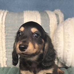 Latte - Black and cream male Dachshund puppy in California from Wooofyland LLC