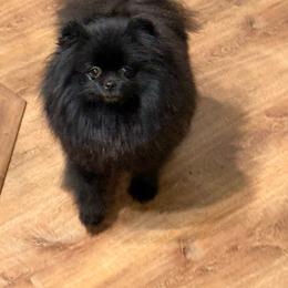 Luna - Pomeranian