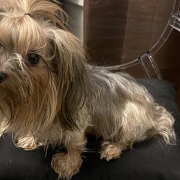 Lexy - Yorkshire Terrier