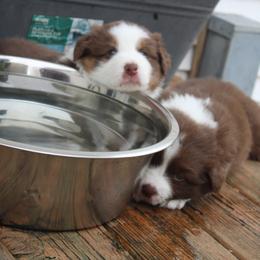 Australian Shepherd Puppies from Starlit Grove Australian Shepherds