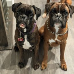 Boxer puppies from PrideNJoy Boxers