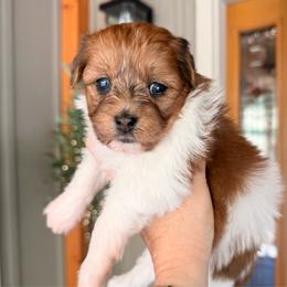 Girl 1 - Fawn sable female Havapoo puppy in Roseburg, Oregon from Sharon’s Sheepadoodle’s