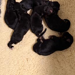 Female 4 - Black and red female German Shepherd puppy in Brooksville, Florida from Vom Hundhaus Shepherds