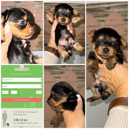 Whiskey - Black and gold male Yorkshire Terrier puppy in Cleveland, Tennessee from Moody’s Morkies and More