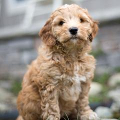 Bernedoodle and Double Doodle Puppies from Cloud Nine Doodles