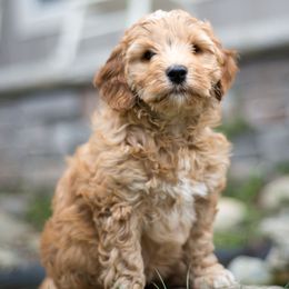 Bernedoodle and Double Doodle Puppies from Cloud Nine Doodles