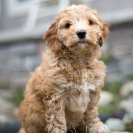Bernedoodle and Double Doodle Puppies from Cloud Nine Doodles