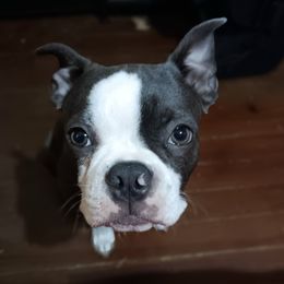 Rhys - Boston Terrier