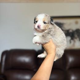Tybee - Blue merle male Miniature Australian Shepherd puppy in Clarkesville, Georgia from North Georgia Gems