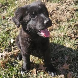 Faith (Red collar) - Black female German Shepherd puppy in Columbus, Indiana from Stony Lonesome GSD