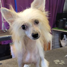 Chinese Cresteds, Poodles, and Xoloitzcuintli from Feathers End Kennels