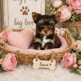 Celebrity - Chocolate and tan female Yorkshire Terrier puppy in Polk City, Florida from Yorkies by Casey