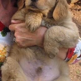 Golden Retriever Puppies from 24 KT GOLDEN’S