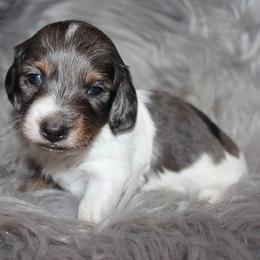 Boy 4 - Blue and tan male Dachshund puppy in Craig, Colorado from Rocky Mountain Shih Tzus and Dry Creek Miniature Dachshunds