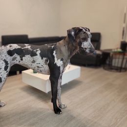 Kyomi - Great Dane