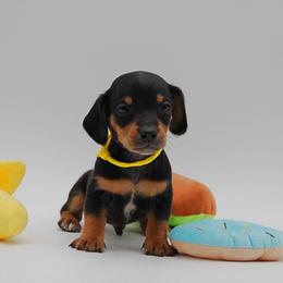 AKC Biscuit - Black and tan male Dachshund puppy in Billings, Missouri from Bundles of Joy