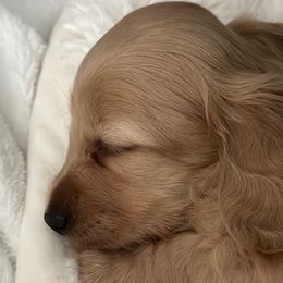Boy 1 - Cream Dachshund puppy in Murfreesboro, Tennessee from Kimbrie's Dream Cream Doxies