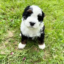 Valley - Tri-color female Bernedoodle puppy in Wamego, Kansas from Doodles of Oz