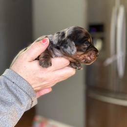 Dachshund Puppies from Rea's Puppies